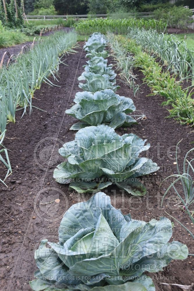 Brassica Capture (Cabbage vegetable - chou) 1