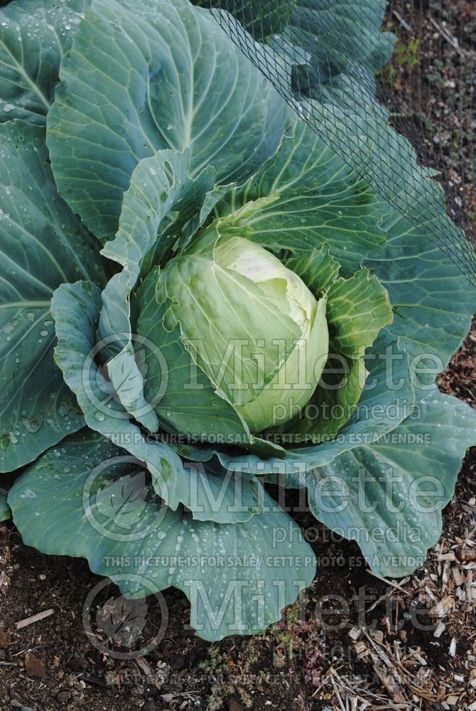 Brassica Charmant (Cabbage vegetable - chou) 1 