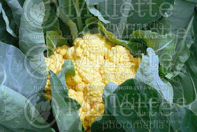 Brassica Cheddar (cauliflower vegetable – chou-fleur) 2