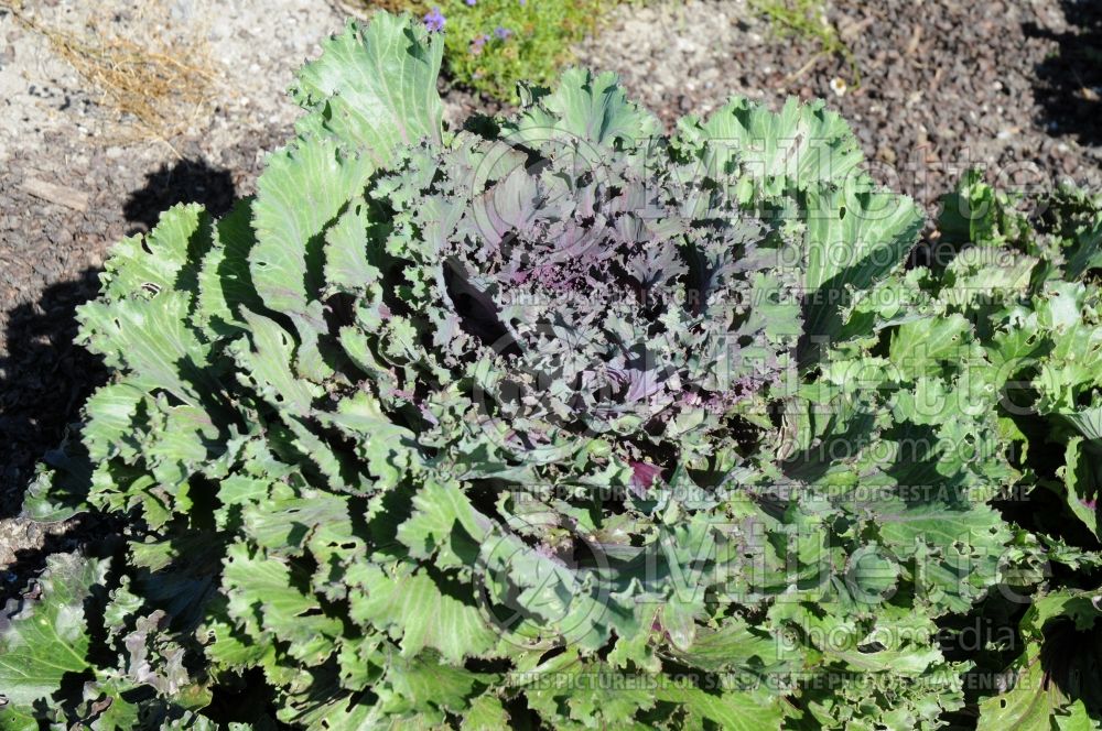 Brassica Chidori Red (Kale vegetable – chou frisé) 5 