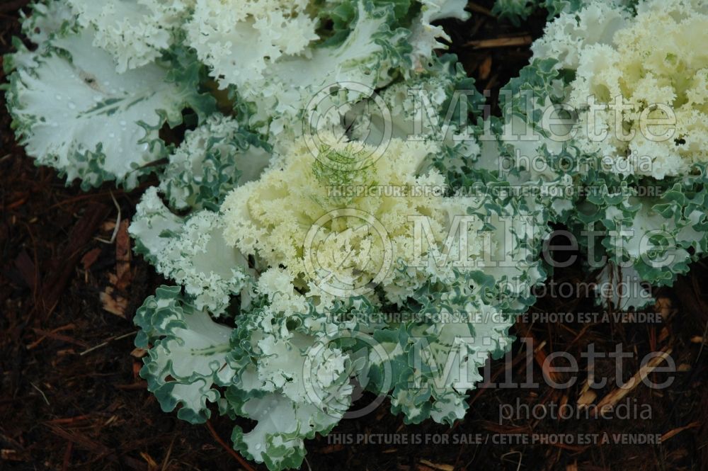 Brassica Chidori White (Ornamental kale) 1 