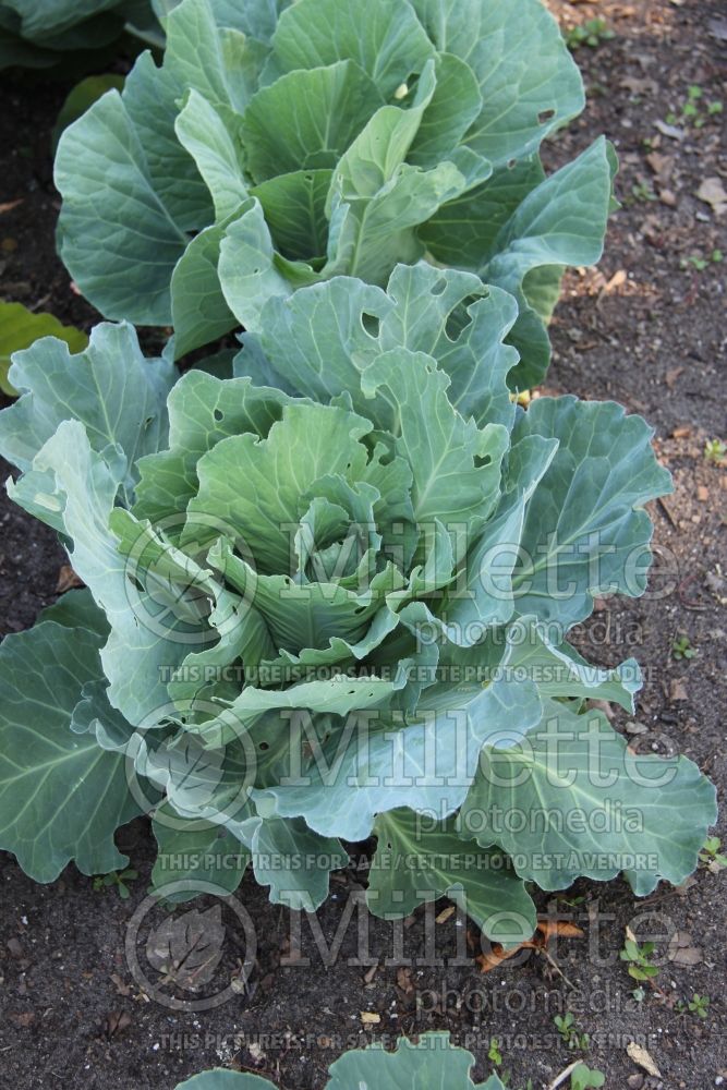 Brassica Cœur De Bœuf Des Vertus (Cabbage vegetable - chou) 2