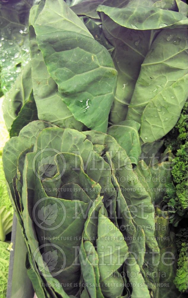 Brassica oleracea (Collard greens vegetable) 2 