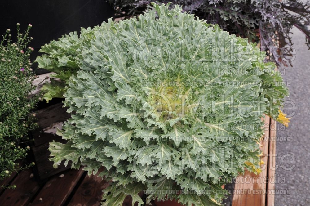 Brassica Coral Prince (kale vegetable – chou frisé) 2 