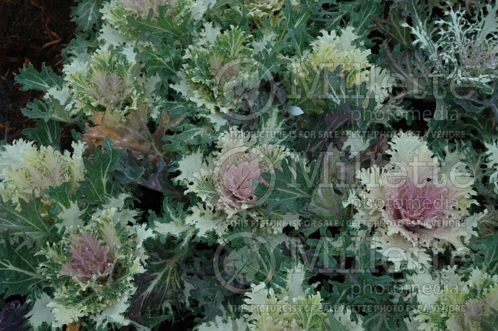 Brassica Coral Prince (kale vegetable – chou frisé) 3 