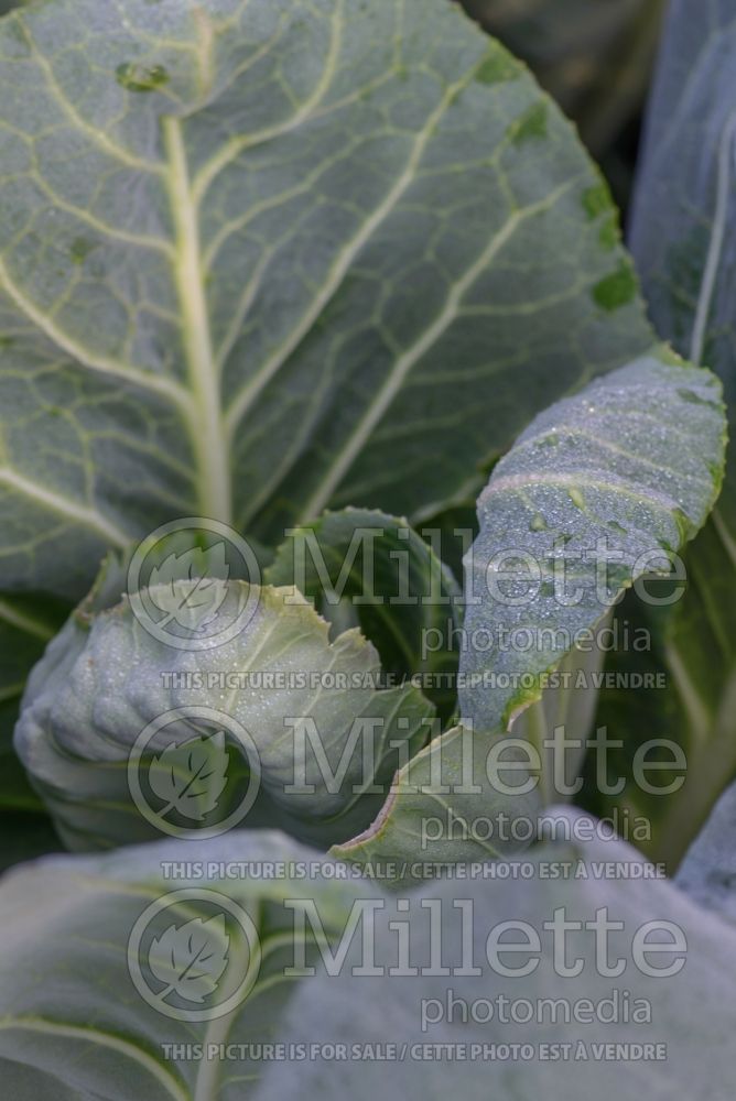 Brassica Dutchman (Cabbage vegetable - chou) 1
