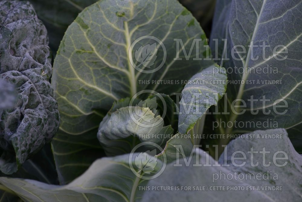 Brassica Dutchman (Cabbage vegetable - chou) 2