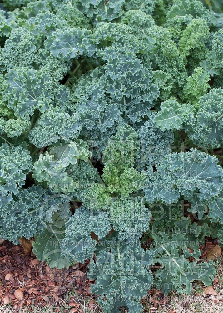Brassica Dwarf Blue Curled (kale vegetable – chou frisé) 1 