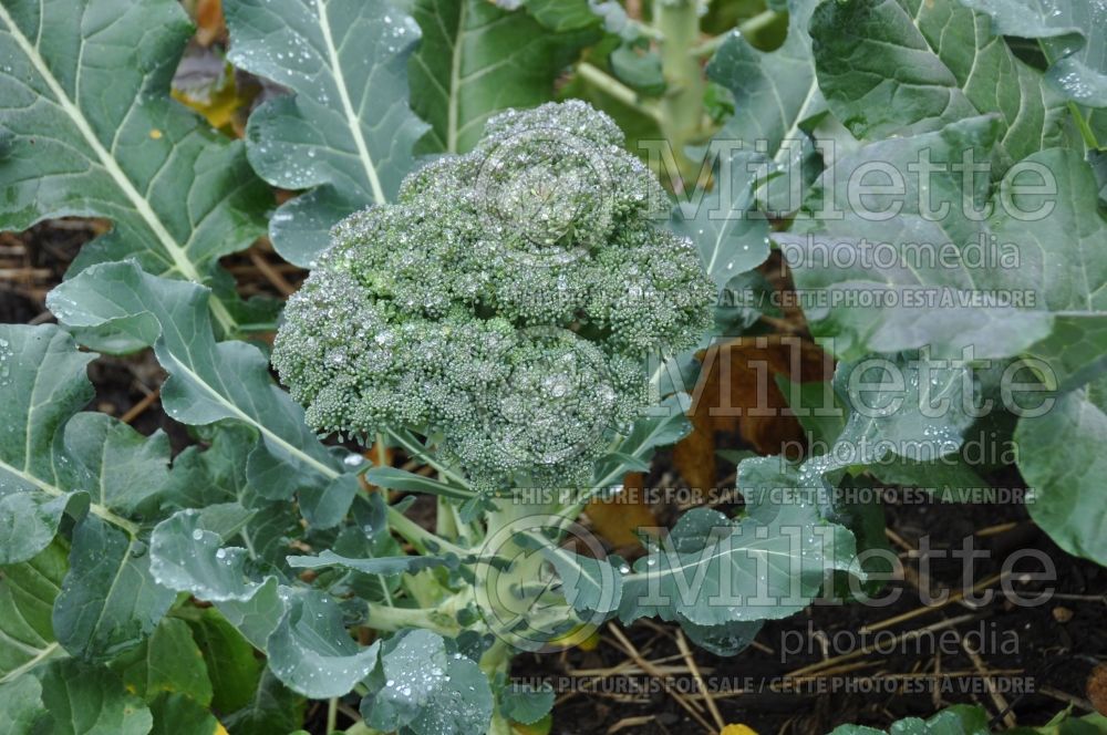 Brassica Marathon (Broccoli vegetable) 1 