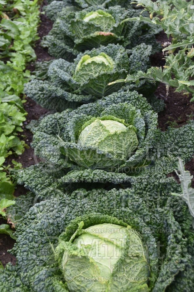 Brassica Famosa (Cabbage vegetable - chou) 1
