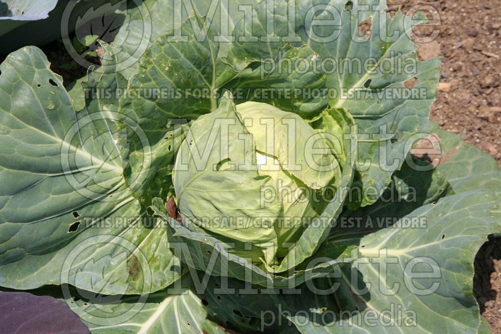 Brassica Farao (Cabbage vegetable - chou) 1