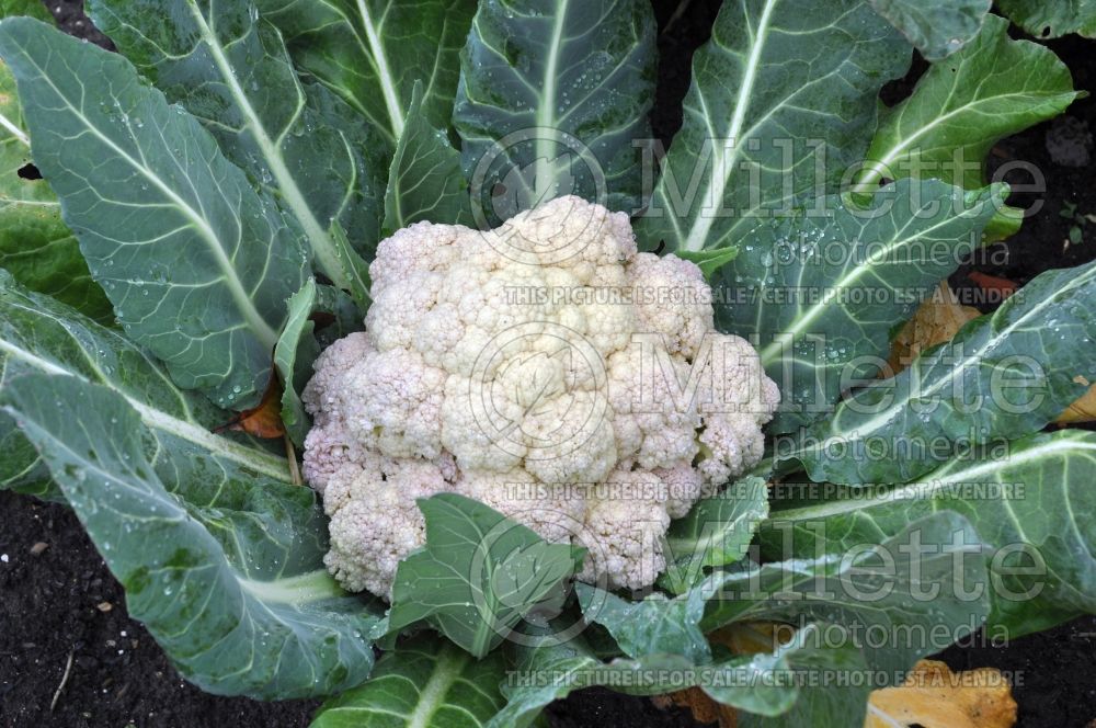 Brassica Fremont (Cauliflower vegetable chou fleur) 1 