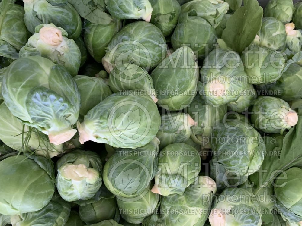 Brassica oleracea var. gemmifera (Brussels Sprouts Vegetable – chou de Bruxelles) 2 