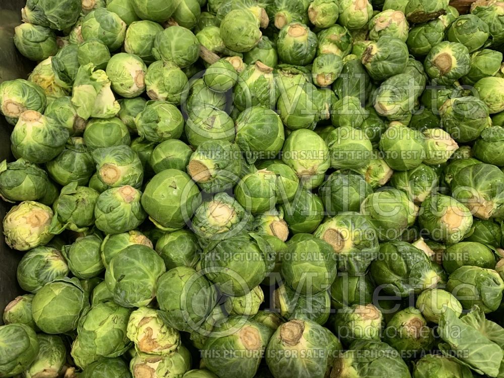 Brassica oleracea gemmifera (Brussels Sprouts Vegetable – chou de Bruxelles) 1 