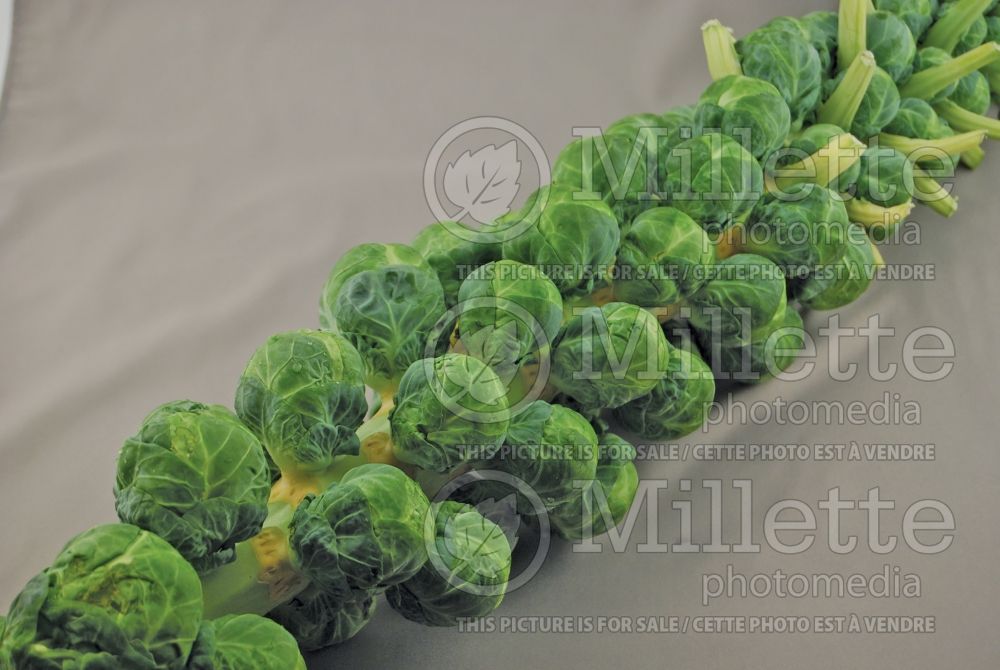 Brassica oleracea var. gemmifera (Brussels Sprouts Vegetable – chou de Bruxelles) 3 