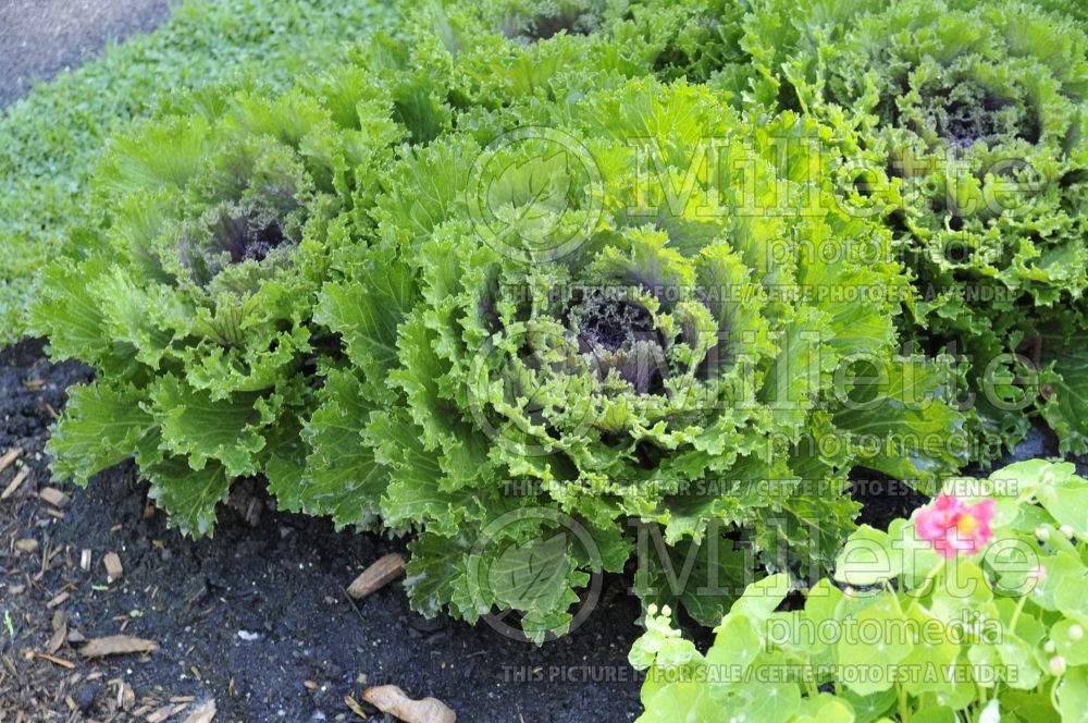 Brassica Glamour Red (kale vegetable – chou frisé) 1 