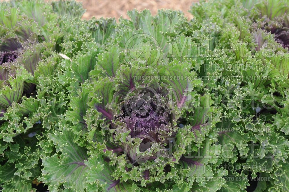 Brassica Glamour Red (kale vegetable – chou frisé) 2 