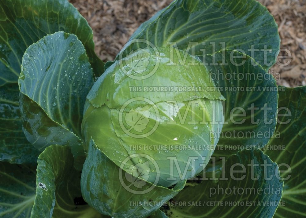Brassica Gonzales (Cabbage vegetable - chou) 5