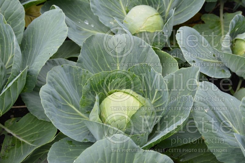 Brassica Gonzales (Cabbage vegetable - chou) 3