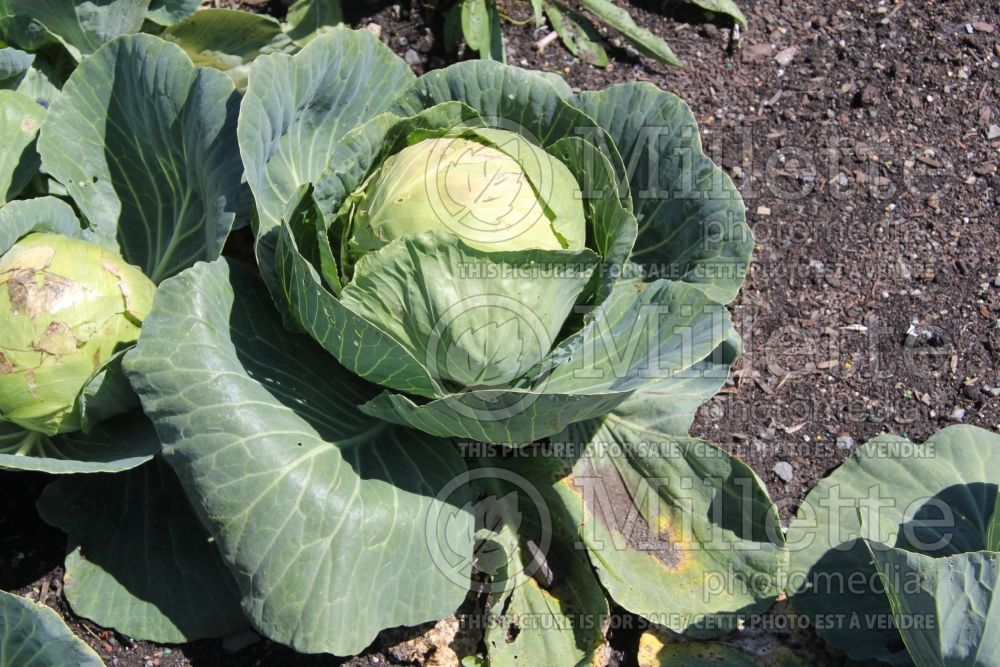 Brassica Gonzales (Cabbage vegetable - chou) 4