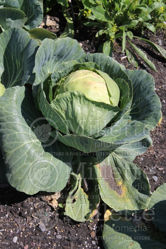 Brassica Gonzales (Cabbage vegetable - chou) 2