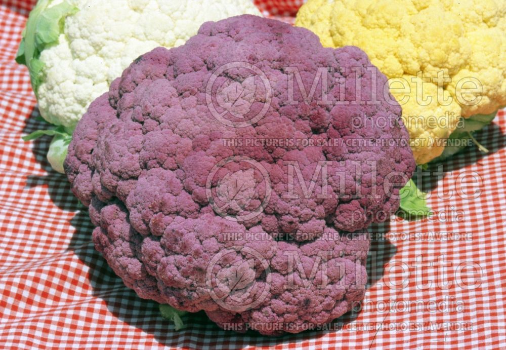 Brassica Graffiti (cauliflower vegetable – chou fleur) 3 