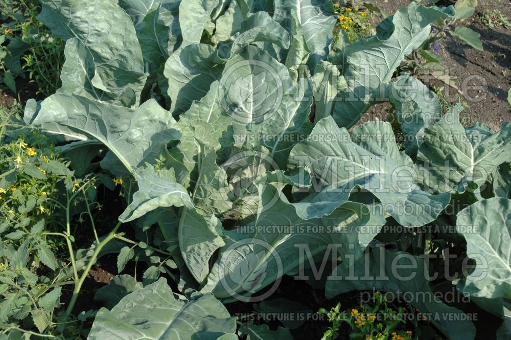 Brassica Graffiti (cauliflower vegetable – chou fleur) 1 