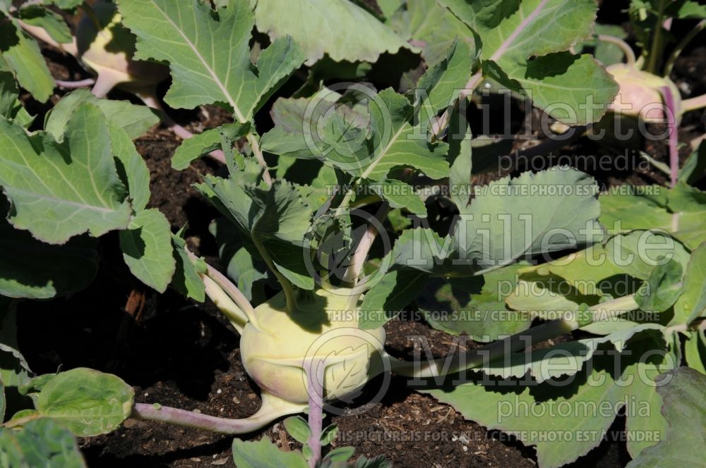 Brassica Grand Duke (Kohlrabi vegetable – chou-rave) 1 