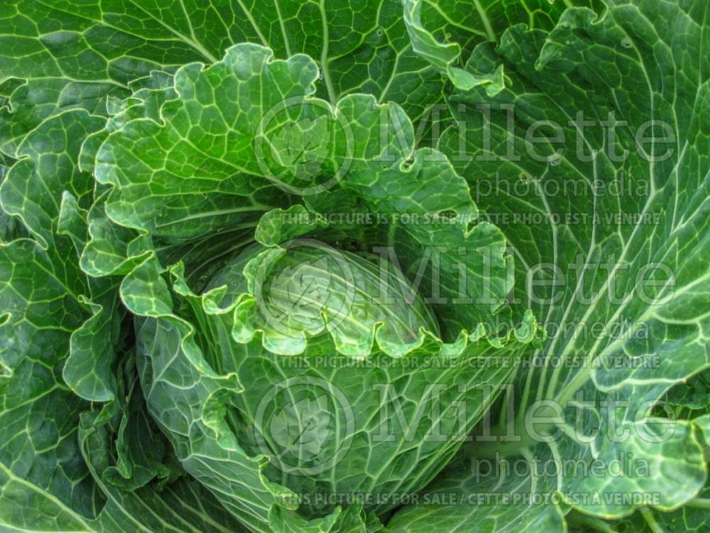 Brassica oleracea (Green Cabbage vegetable) 1 