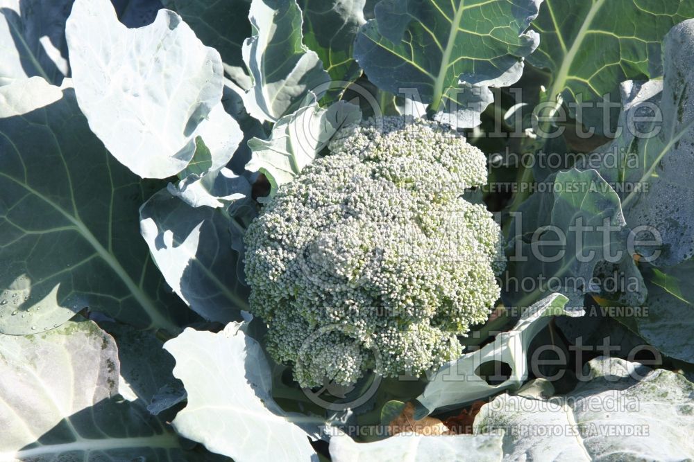 Brassica Imperial (Broccoli vegetable) 3 