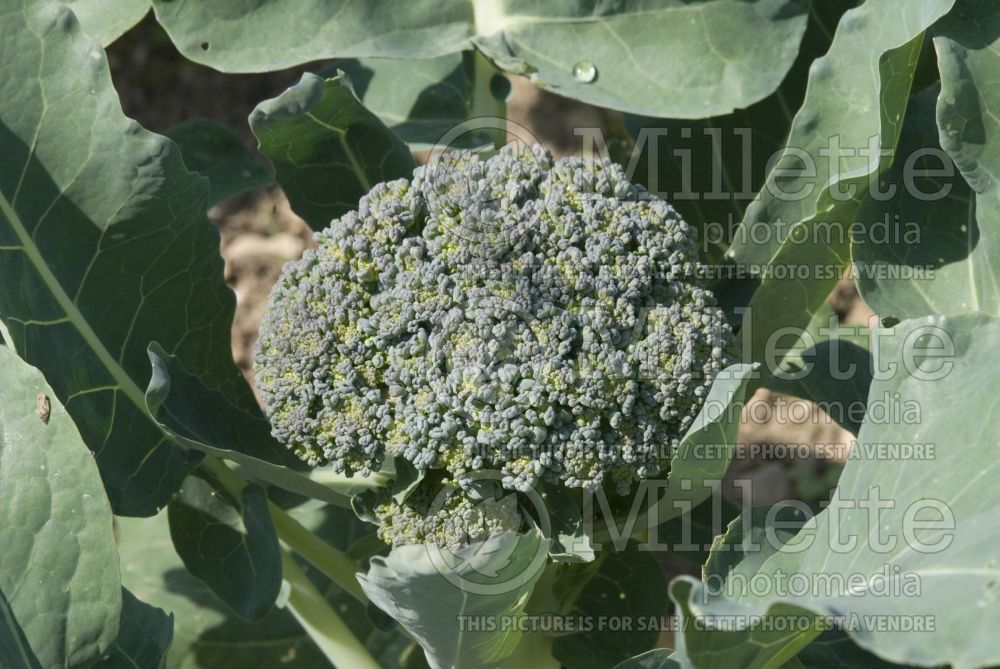 Brassica oleracea var. italica (Broccoli vegetable - brocoli) 1