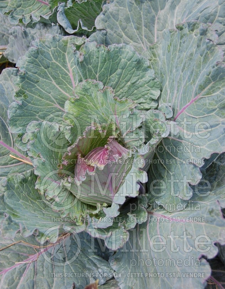 Brassica January King (Cabbage vegetable - chou) 1 