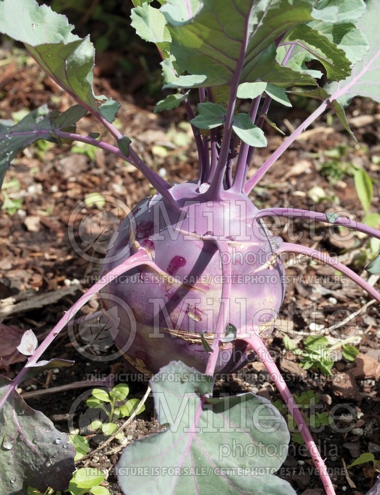 Brassica Kohlrabi Violet (Kohlrabi vegetable – chou-rave) 1