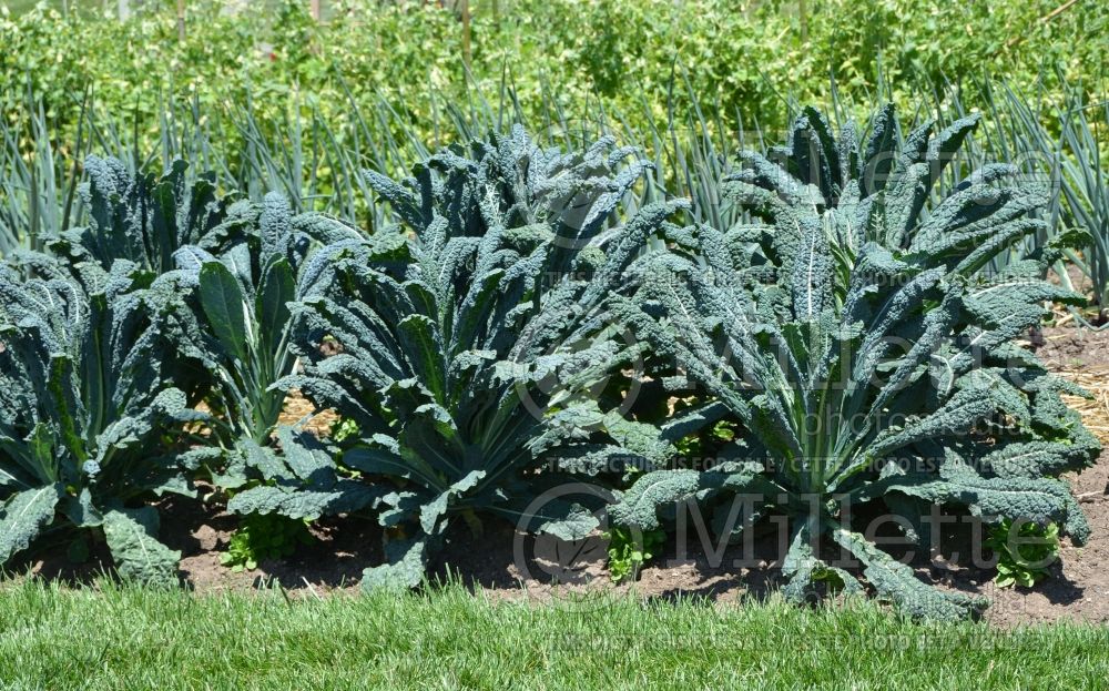 Brassica Lacinato (kale vegetable – chou frisé) 3 