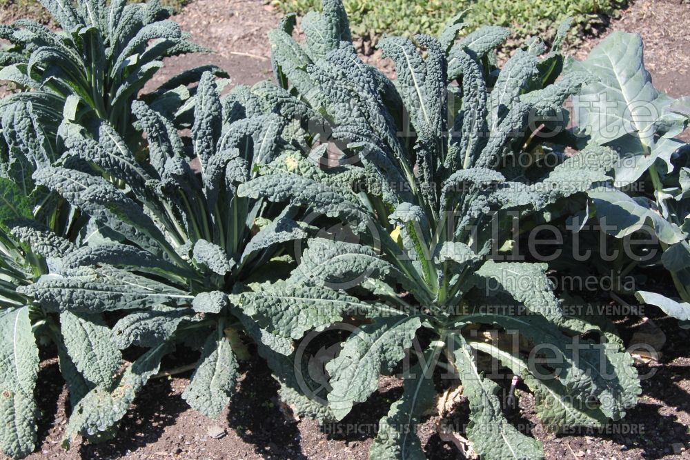 Brassica Lacinato (kale vegetable – chou frisé) 1 