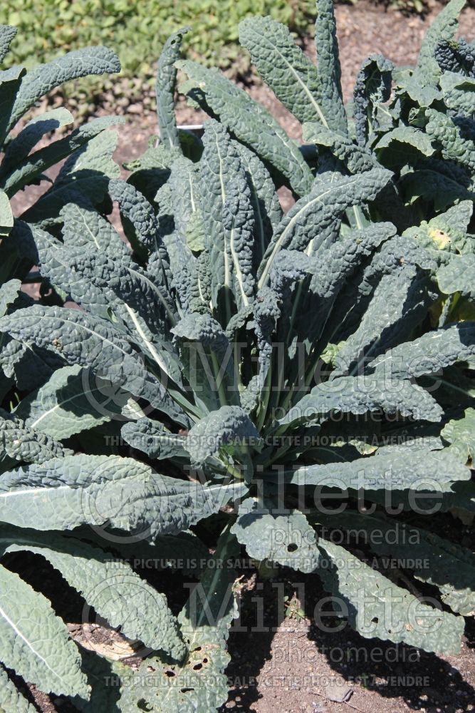 Brassica Lacinato (kale vegetable – chou frisé) 2 