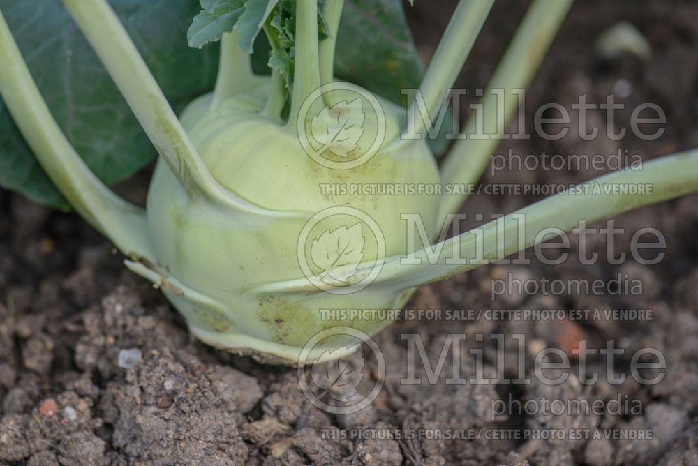 Brassica Lonro (Kohlrabi vegetable – chou-rave) 1