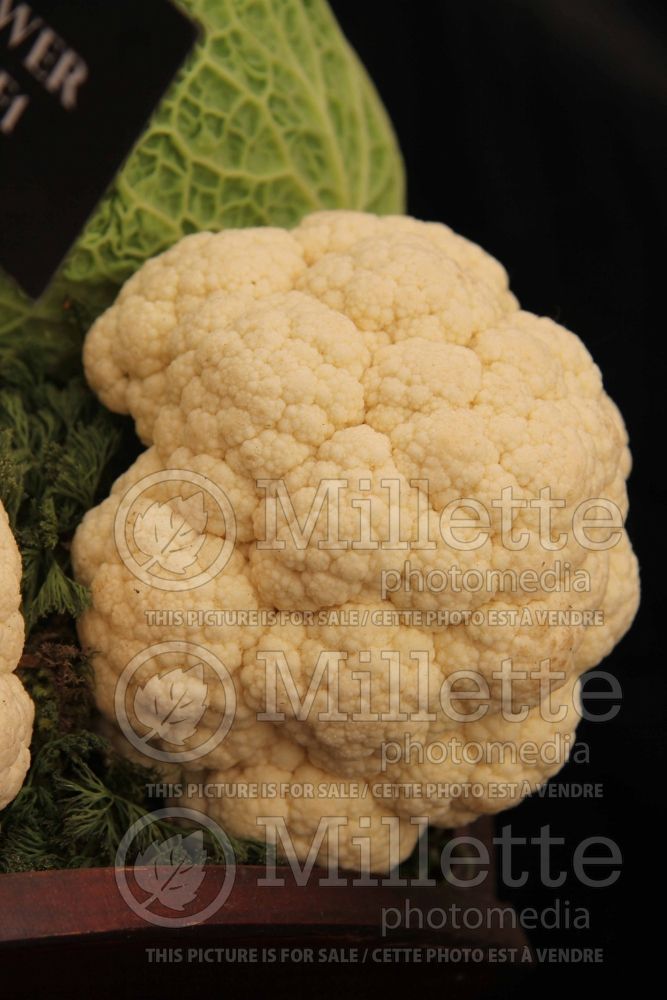 Brassica Memphis (Cauliflower vegetable – chou fleur) 1 
