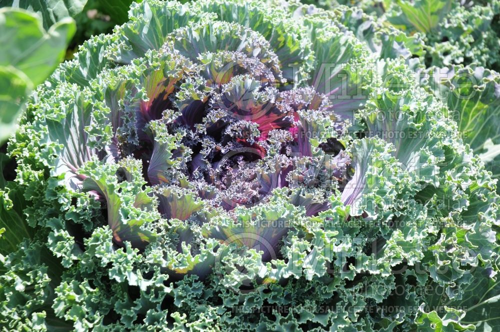 Brassica Nagoya Red (kale vegetable – chou frisé) 3 