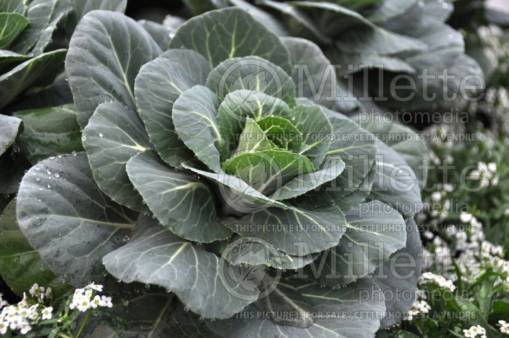 Brassica Nagoya White (kale vegetable – chou frisé) 1 