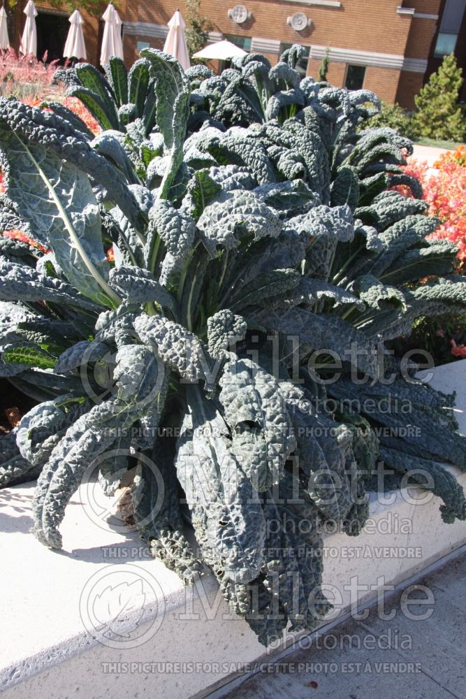 Brassica Nero di Toscana (kale vegetable – chou frisé) 3