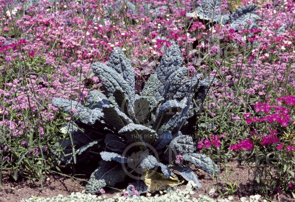 Brassica Nero di Toscana (kale vegetable – chou frisé) 5