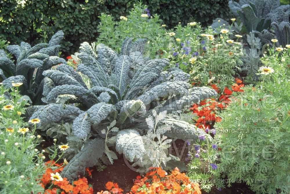 Brassica Nero di Toscana (kale vegetable – chou frisé) 6