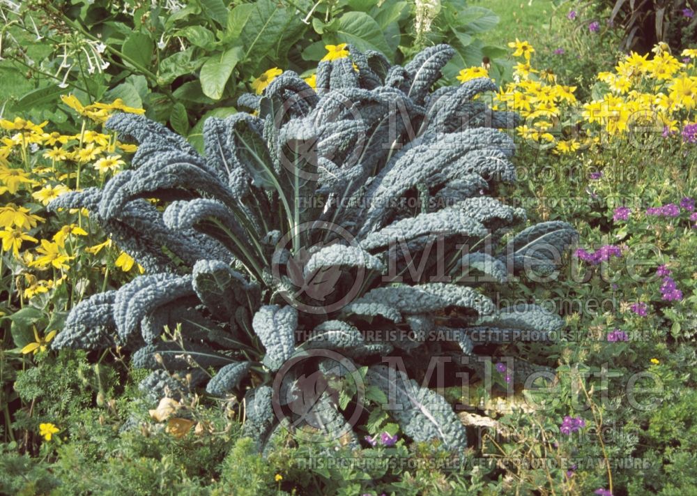 Brassica Nero di Toscana (kale vegetable – chou frisé) 1