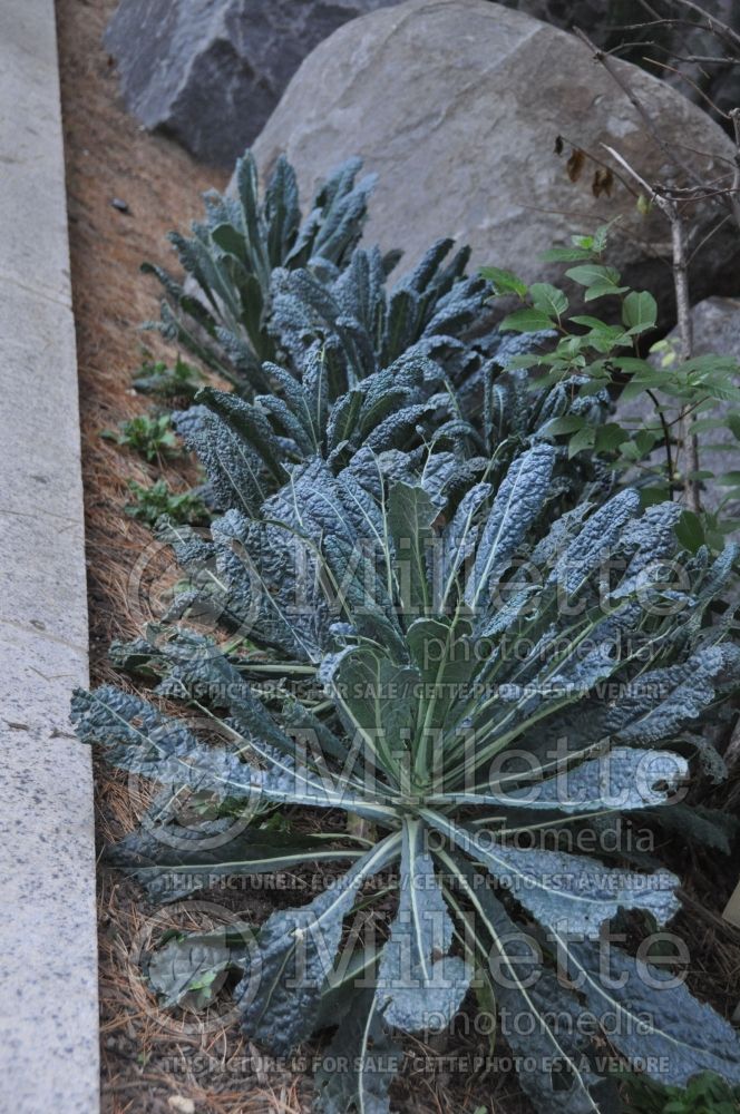 Brassica Nero di Toscana (kale vegetable – chou frisé) 2