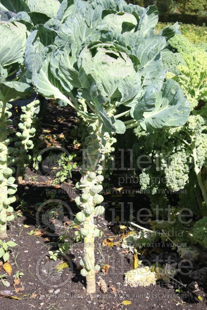 Brassica Oliver (Brussels Sprouts Vegetable – chou de Bruxelles) 2 