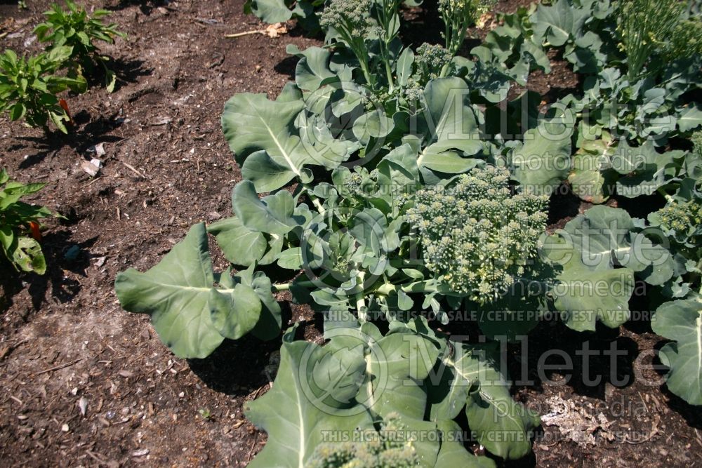 Brassica Packman (Broccoli vegetable) 1 