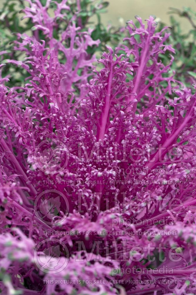 Brassica Peacock Red (kale vegetable – chou frisé) 2 