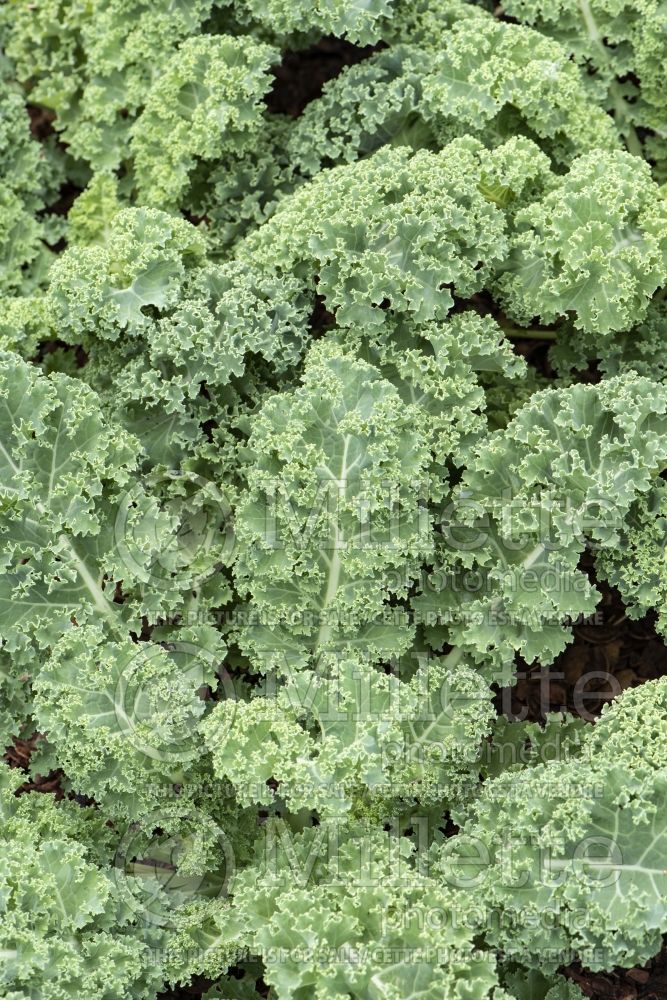 Brassica Prizm (kale vegetable – chou frisé) 1 