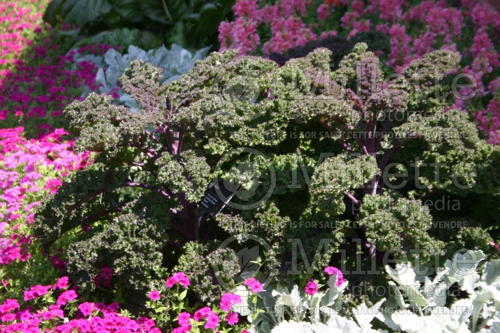 Brassica Redbor (kale vegetable – chou frisé) 16 